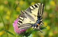 Co posadzić, by w ogrodzie zawitały motyle i owady zapylające