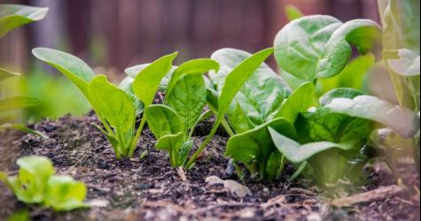 Warto posiać szpinak na jesień