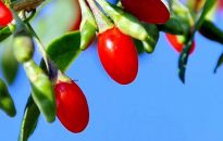 Goja - podobno najzdrowszy owoc świata