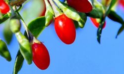 Goja - podobno najzdrowszy owoc świata