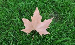 Naprawiamy trawnik po lecie - wypalone miejsce po basenie i donicach