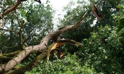 Porządkujemy ogród po wichurach