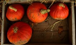 Dynia - smaczne odmiany i słówko o uprawie