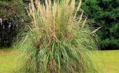 Trawa pampasowa ozdobi jesienny ogród. Posadź teraz
