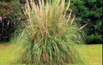 Trawa pampasowa ozdobi jesienny ogród. Posadź teraz