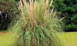 Trawa pampasowa ozdobi jesienny ogród. Posadź teraz