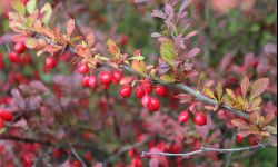Berberys najpiękniejszy jesienią. Polecamy najciekawsze odmiany
