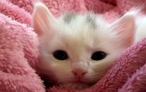 Milutki i przytulny. Poszukujemy ręcznika idealnego na zimę