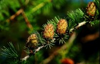 Modrzew europejski zniesie mróz, ale miejski smog niekoniecznie