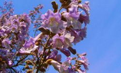 Trochę szczęścia na Nowy Rok - Paulownia cesarska, czyli drzewko szczęścia