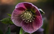 Zimowe róże, czyli ciemierniki. Piękne, ale trujące. Jak je uprawiać?