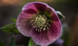 Zimowe róże, czyli ciemierniki. Piękne, ale trujące. Jak je uprawiać?