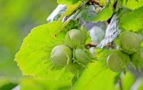 Leszczyna pospolita już zakwita