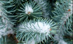 Drzewo bardzo wytrzymałe na mróz - świerk biały