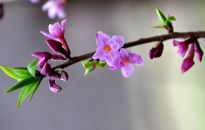 Wilczełyko pojawi się już niedługo