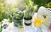 Kiedy posiać kwiaty? Jak się zabrać za siew roślin ozdobnych?