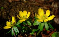 Rannik zimowy najszybciej zakwitnie w ogrodzie