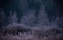 Urodził się w środku Puszczy Sandomierskiej. Opowiada ją w fotografiach