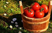 Jego Wysokość Pomidor