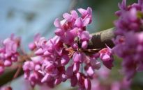 Judaszowiec - uprawa i pielęgnacja wiosennego drzewa