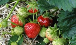 Truskawki pnące- piękne owoce do późnej jesieni