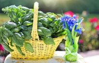 B jak bazylia - uprawa w doniczce i ogrodzie