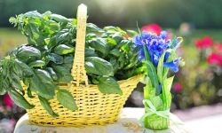 B jak bazylia - uprawa w doniczce i ogrodzie