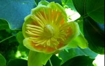 Urodziwy olbrzym - tulipanowiec amerykański