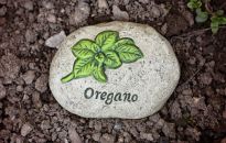 Aromatyczna bylina - znakomita nie tylko jako dodatek do pizzy.