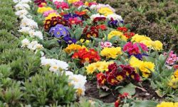 Pierwiosnki - łatwe w uprawie dla ogrodników amatorów