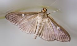 Cydalima Perspectalis-  groźny motyl z Azji