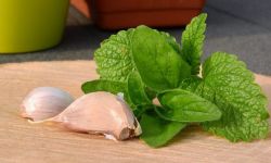 Majeranek - kuzyn oregano