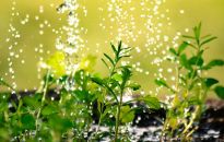 Jak sobie radzić z się suszą?