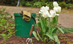 Pełnia sezonu - pracowity czerwiec w ogrodzie