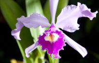 Łańcucka Storczykarnia zachwyca od 10 lat. 28 czerwca wstęp za 1 zł