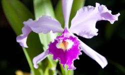 Łańcucka Storczykarnia zachwyca od 10 lat. 28 czerwca wstęp za 1 zł