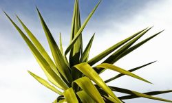 Jej wysokość juka karolińska