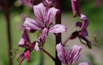 Dyptam jesionolistny - krzew, który nie goreje