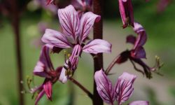 Dyptam jesionolistny - krzew, który nie goreje