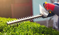 Żywopłot u " fryzjera" - cięcie pielęgnacyjne i odpowiednie nawadnianie 