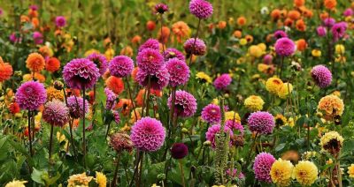 Piękne georginie w kolorze tęczy