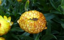 Nieśmiertelniki - czyli suszymy kwiaty