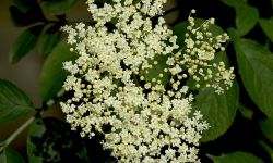 Cenny krzew o wielu właściwościach - czarny bez