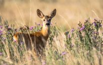 Jak odstraszyć sarny od swojego ogrodu? 