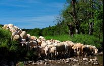 Spotkanie na pasterskim szlaku w Chacie nad Wisłokiem i w Bacówce u Franosa