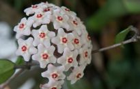 Kwiatek z wosku - hoja różowa