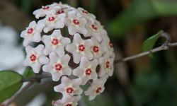 Kwiatek z wosku - hoja różowa