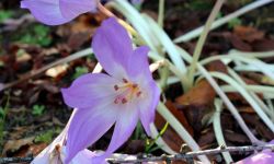 Naga dama - zimowit jesienny 