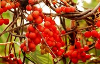 Cytryniec chiński i jagody pięciu smaków