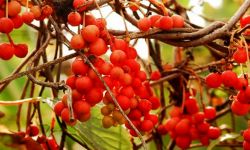 Cytryniec chiński i jagody pięciu smaków